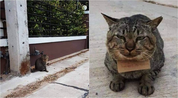 Hilang 3 Hari, Kucing Ini Pulang Bawa Catatan Utang Ikan Hilang 3 Hari, Kucing Ini Pulang Bawa Catatan Utang Ikan