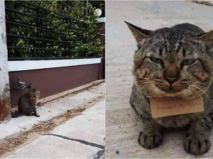 Gemas! Hilang 3 Hari, Kucing Ini Pulang Bawa Catatan Utang Ikan