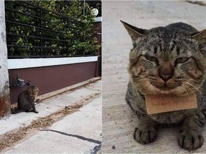 Gemas! Hilang 3 Hari, Kucing Ini Pulang Bawa Catatan Utang Ikan
