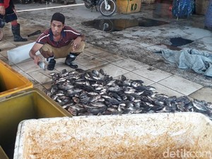 Stabil dan Kian Mahal, Harga Ikan di Lamongan Tak Terdampak Pandemi COVID-19