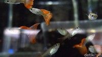Ikan Guppy dijual dengan harga bervariasi tergantung pada kualitas dan umur. 