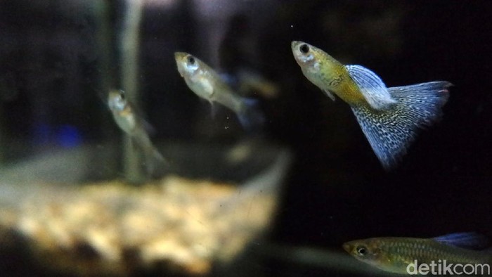 Seorang pemuda di Bandung, Riyan sukses membudiyakan ikan gupi di tengah pandemi Corona. Dia berhasil meraup untung 4 juta sehari.