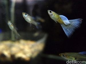 12 Ikan Hias Air Tawar Akuarium yang Menarik untuk Dipelihara