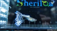Ikan Guppy ini sejenis spesies ikan hias air tawar yang cukup populer. 