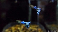 Tidak seperti ikan Cupang, ikan Guppy mudah menyesuaikan diri dan beranak-pinak. Di banyak tempat, di Indonesia ikan ini telah menjadi ikan liar tapi juga berdaya jual tinggi terutama di masa pandemi.