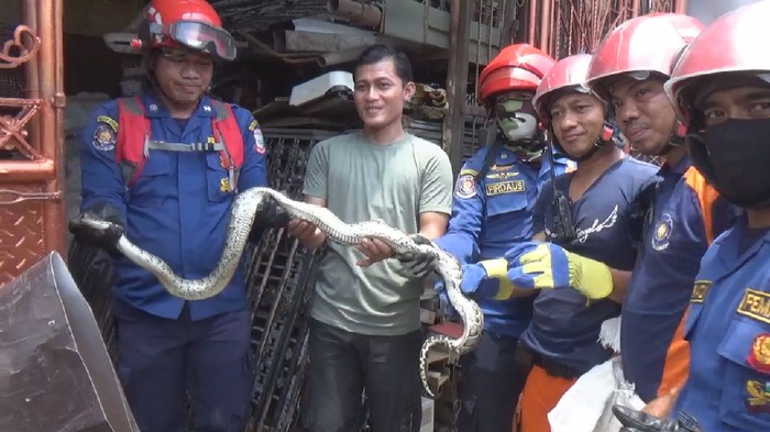 Petugas damkar evakuasi ular sanca dari rumah warga di Makassar