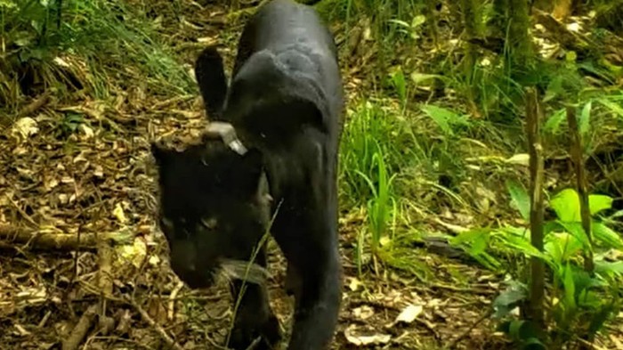 Potret macan tutul penghuni Gunung Ceremai