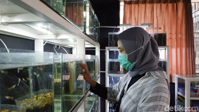 Seorang warga melihat koleksi ikan Guppy milik Riyan.