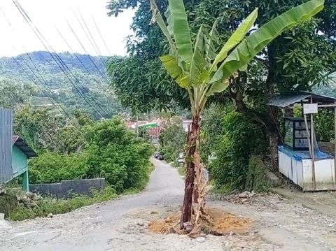 Warga Ambon tanam pohon pisang di jalan yang rusak parah