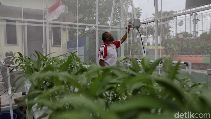 Sebuah area di kawasan Sunter Agung, Jakarta, dimanfaatkan jadi lahan pertanian. Ada beragam tanaman yang ditanam di sana mulai dari sayuran hingga tanaman obat