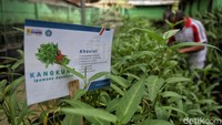 Dipilihnya rumah kaca sebagai wadah berkebun hidroponik, karena dinilai steril dari hama dan penyakit tanaman. Dengan demikian, bibit dan hasil tanam akan menghasilkan kualitas yang baik.
