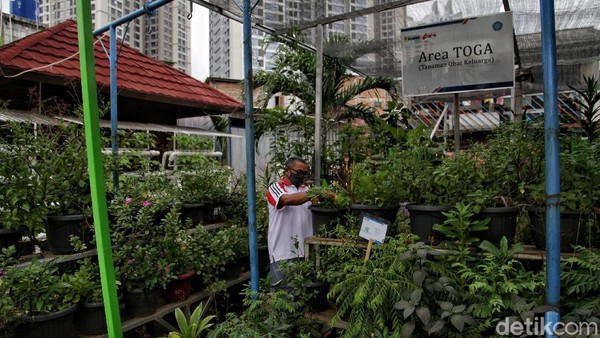 Bercocok Tanam di Tengah Padatnya Ibu Kota