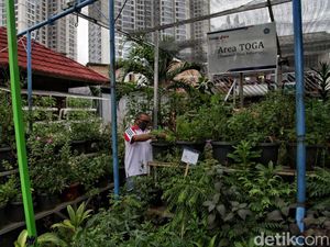 Bercocok Tanam di Tengah Padatnya Ibu Kota