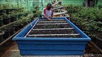 Pertanian rumah kaca itu akan ditanami pakcoy, sawi, kangkung dan melon sebagai percontohan pertanian perkotaan Kelurahan Sunter Agung.