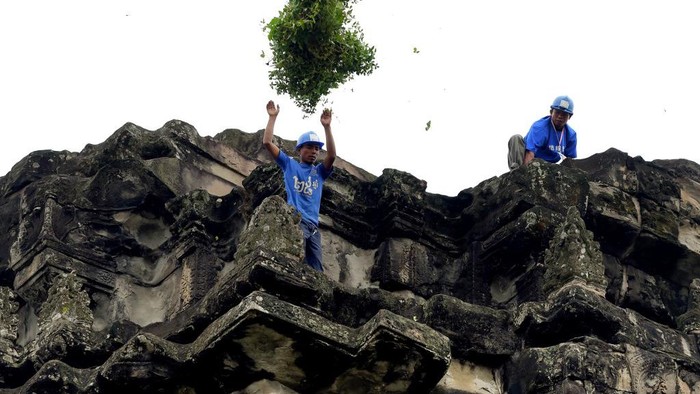 This photo taken on October 12, 2020 shows a gardener throwing down tree saplings removed from the exterior of the Angkor Wat temple in Siem Reap province. - Stacking a ladder against the towering spires of Cambodias archaeological marvel Angkor Wat, a crack team of gardeners gingerly scales the temples exterior to hack away foliage before it damages the ancient facade. (Photo by TANG CHHIN Sothy / AFP) / TO GO WITH Cambodia-archaeology-culture-conservation, FEATURE by Suy SE