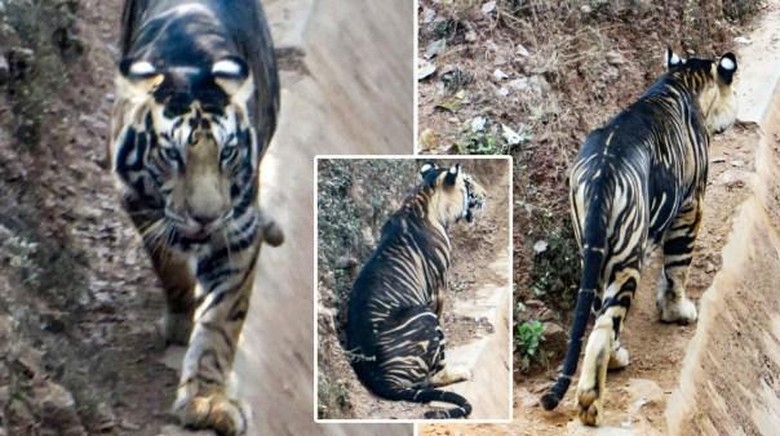  Harimau Hitam  yang Disangka Punah Justru Muncul Lagi di India