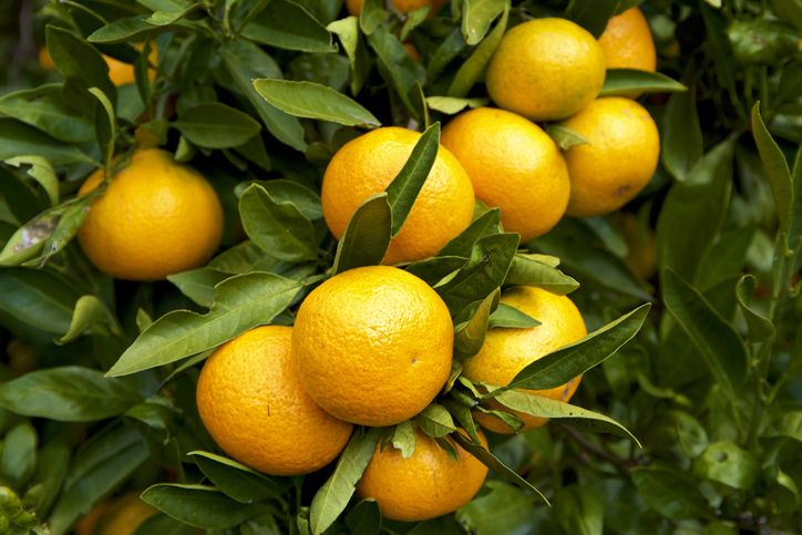 Fantastis! Satu Buah Jeruk Mandarin Mikan Dijual Rp 14,2 Juta di Jepang