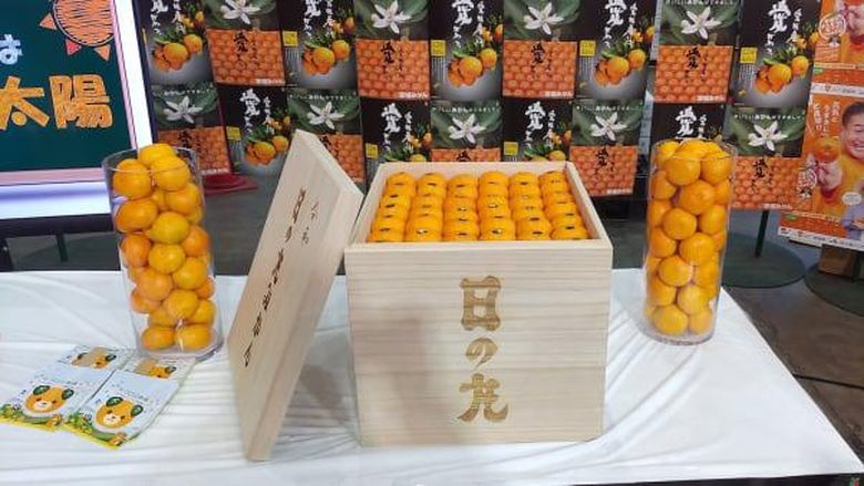 Jeruk mandarin Jepang Jeruk mandarin Jepang