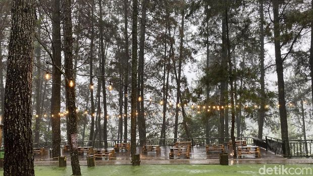 Ngopi Kekinian Ditemani Panorama Hutan Pinus