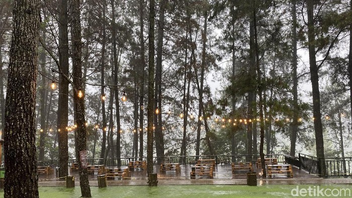 Kopi Daong : Ngopi Kekinian Ditemani Panorama Hutan Pinus Ngopi Kekinian Ditemani Panorama Hutan Pinus