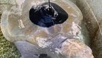 Potret Lou, Penyu yang Diamputasi karena Jaring Ikan