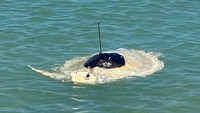 Setelah sudah stabil, Lou dilepaskan kembali ke laut pada minggu lalu. Tepatnya di Cape York, Far North Queensland.