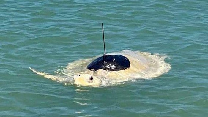 Lou, Penyu yang kehilangan dua siripnya mulai kembali berenang di laut