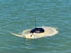 Dua Siripnya Diamputasi, Penyu Belimbing Ini Kembali ke Laut