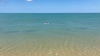 Butuh beberapa waktu bagi Lou untuk kembali terbiasa berenang di laut. Tapi setelah itu dia melaju dengan cepat.