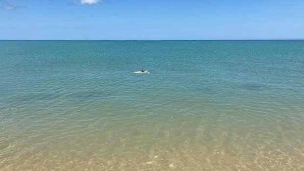 Lou, Penyu yang kehilangan dua siripnya mulai kembali berenang di laut