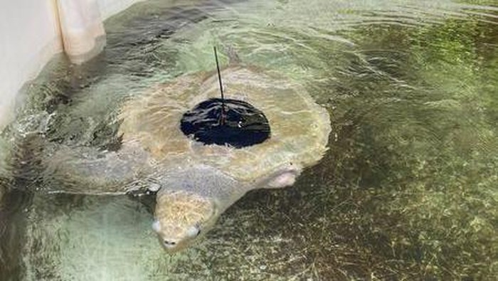 Lou, Penyu yang kehilangan dua siripnya mulai kembali berenang di laut Lou, Penyu yang kehilangan dua siripnya mulai kembali berenang di laut