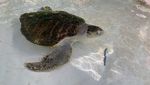 Potret Lou, Penyu yang Diamputasi karena Jaring Ikan
