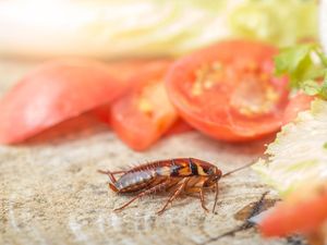 7 Tips agar Rumah Bebas Serangga saat Musim Hujan