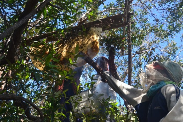 Perjalanan Madu Manuka Indonesia, dari Hutan ke Meja Makan