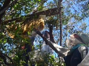 Perjalanan Madu Manuka Indonesia, dari Hutan ke Meja Makan