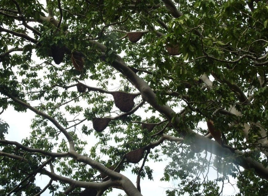 Perjalanan Madu 'Manuka' Indonesia, dari Hutan ke Meja Makan