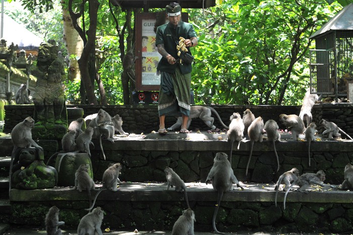 Sudah Tahu Belum, Monkey Forest Ubud di Bali Sudah Buka Lagi Lho Monkey Forest Ubud di kawasan Gianyar, Bali, kembali dibuka bagi wisatawan. Objek wisata unggulan di kawasan Ubud itu dibuka dengan terapkan protokol kesehatan.