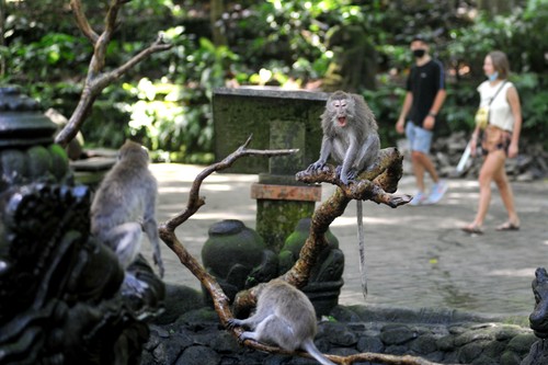 Monkey Forest Ubud di kawasan Gianyar, Bali, kembali dibuka bagi wisatawan. Objek wisata unggulan di kawasan Ubud itu dibuka dengan terapkan protokol kesehatan.