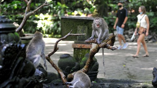 Monkey Forest Ubud di kawasan Gianyar, Bali, kembali dibuka bagi wisatawan. Objek wisata unggulan di kawasan Ubud itu dibuka dengan terapkan protokol kesehatan.