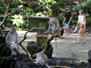 Was-wasnya Australia pada Penyebaran Rabies di Bali