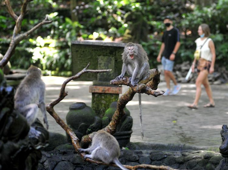 Sudah Tahu Belum, Monkey Forest Ubud di Bali Sudah Buka Lagi Lho