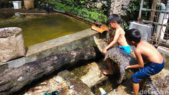 Bocah Kembar Berenang Bareng Ular-Buaya