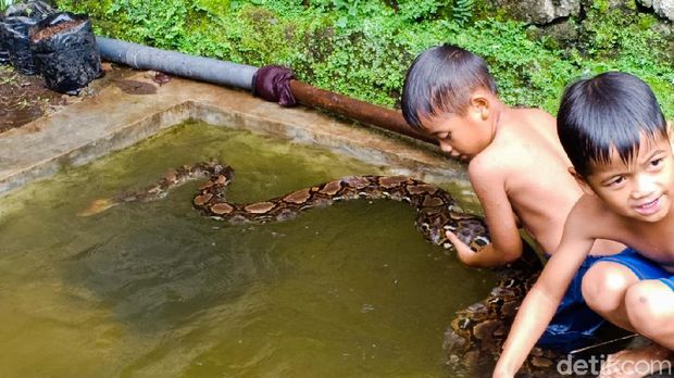 Bocah Kembar Berenang Bareng Ular-Buaya