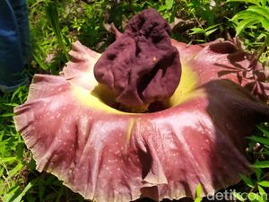 Takut Rusak, Bunga Bangkai di Subang Dipindahkan ke Dalam Pot