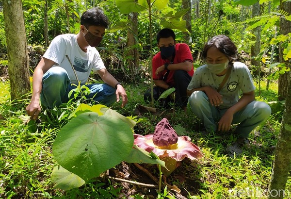  Bunga Bangkai Suwek Mekar di Magelang Biasa Disantap 