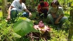 Bunga Bangkai Suwek Mekar di Magelang, Biasa Disantap Warga