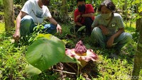 Orang sini menyebutnya suwek. Itu menjadi salah satu makanan khas yang ada di kawasan lereng Menoreh, kata Soim, salah satu pengelola Museum Alam Marmer Indonesia.