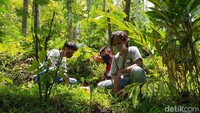 Tahunya dari postingan Instagram, terus tertarik datang. Coba-coba pingin lihat karena memang sebelumnya belum pernah lihat. Ya kebetulan ada kegiatan di Magelang, terus nonton karena baru ada bunganya, kata pengunjung bernama Alfin.