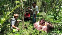 Bunga bangkai suwek ditemukan mekar di pinggir jalan menuju Museum Alam Marmer Indonesia, di Desa Ngargoretno, Kecamatan Salaman, Kabupaten Magelang, Jawa Tengah.