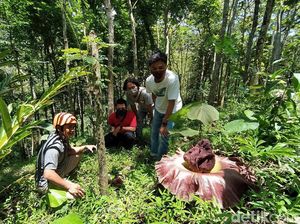 Bunga Bangkai Suwek di Magelang: Ditunggu Bunganya, Disantap Umbinya